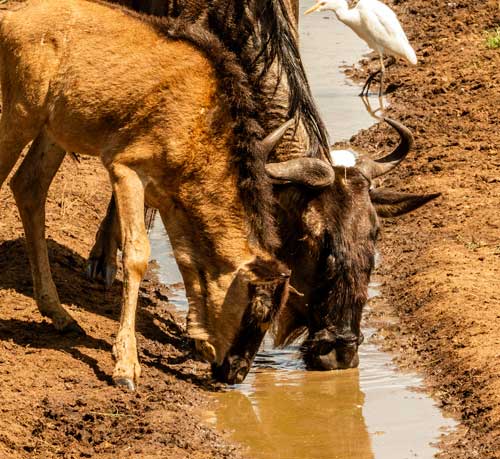 Serengreti safari